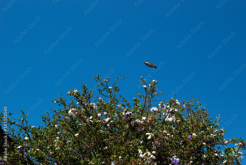 blue sky and Bird blue sky and Bird