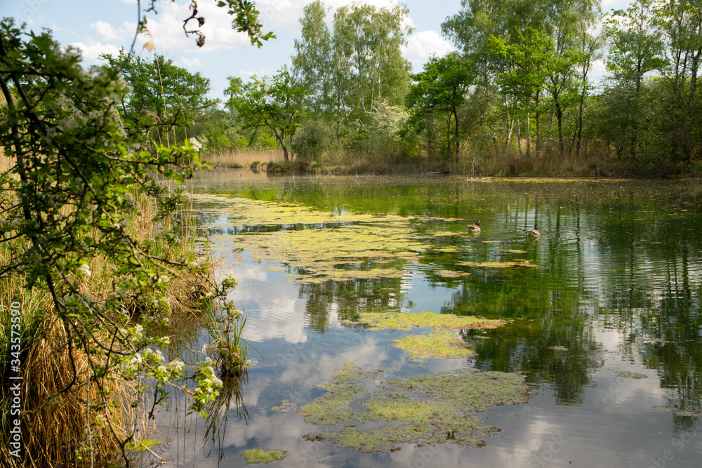Frühlingshafte Rheinauen bei Daubensand im Elsass Frühlingshafte Rheinauen bei Daubensand im Elsass