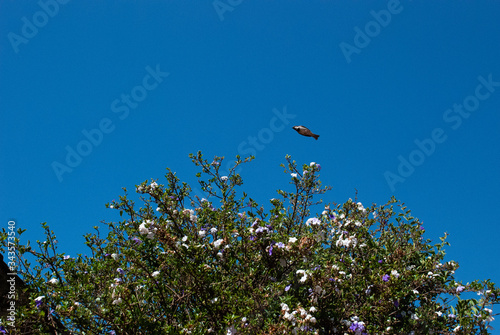 blue sky and Bird © Renan