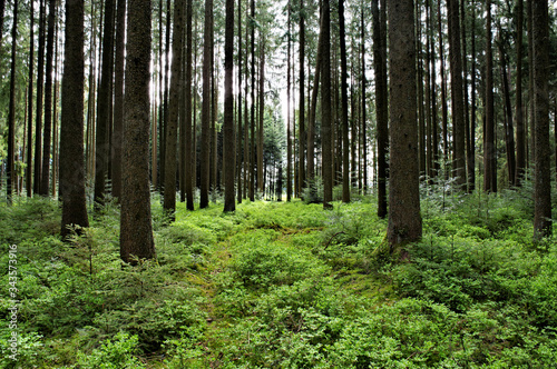 The Black Forest!