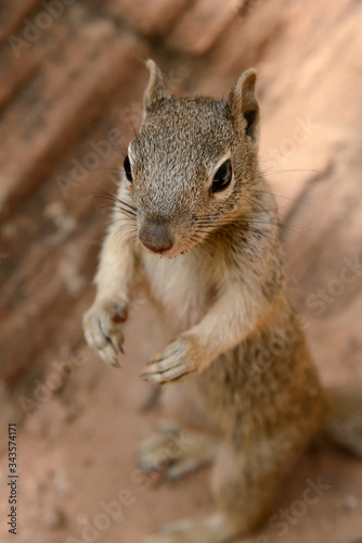 Eichhörnchen © Knöpfli