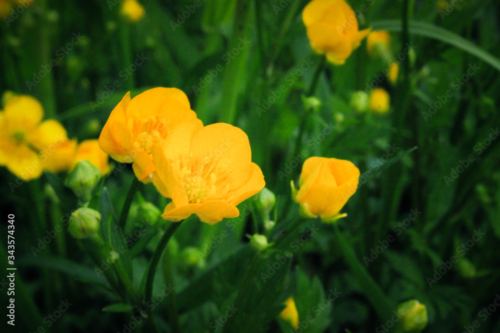 small yellow bright wild flowers on a background of green juicy grass small yellow bright wild flowers on a background of green juicy grass
