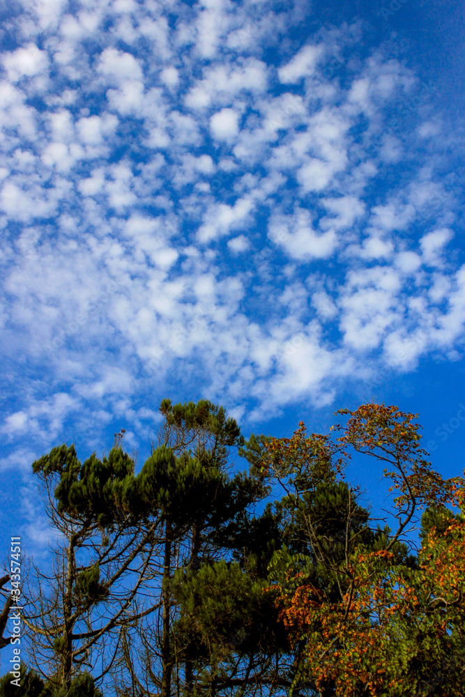 Obraz premium summer landscape with blue sky and white clouds on a Sunny day with space for text