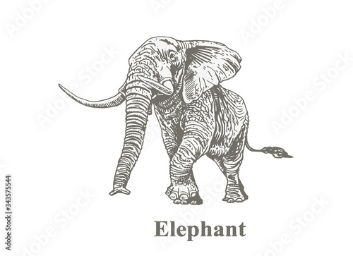 Graphical grey elephant isolated on white background, vector illustration