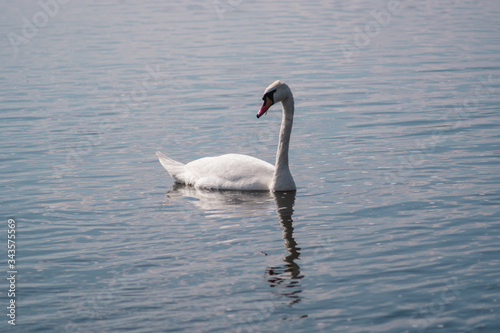 lonely white Swan  wild bird  Swan lake