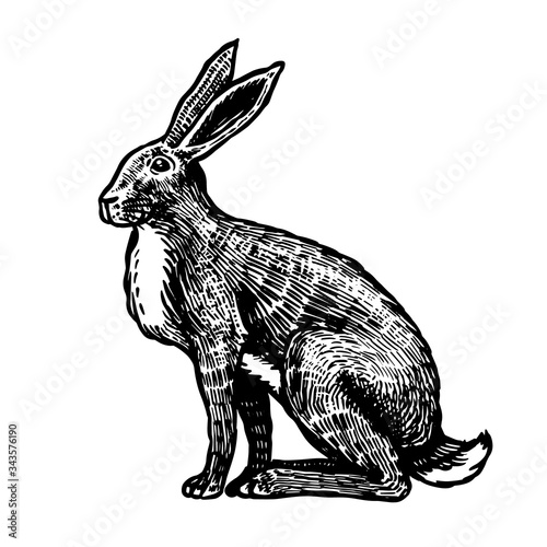 Fototapet Wild hare or brown rabbit sits
