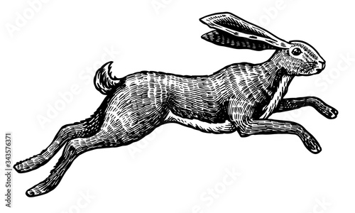 Photo Wild hare or rabbit is jumping