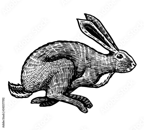 Wild hare or rabbit is jumping. Cute Bunny or coney runs away. Hand drawn engraved old sketch for T-shirt, tattoo or label or poster. Animal is running. Vector illustration.