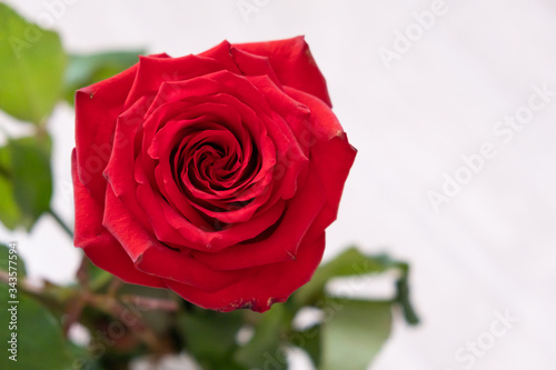 One red rose on a light background. copy space - Valentines and 8 March Mother Women s Day concept