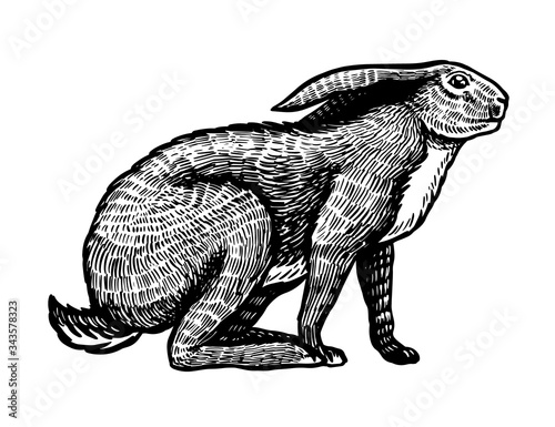 Wild hare or brown rabbit sits. European Bunny or cowardly coney. Hand drawn engraved old animal sketch for T-shirt, tattoo or label or poster. Vector illustration.