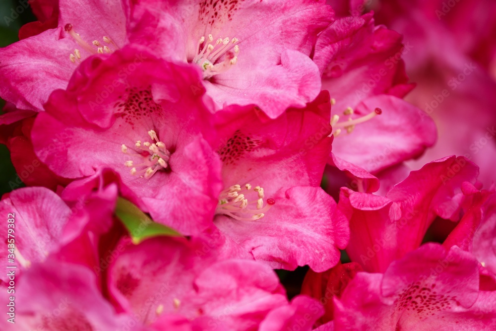 rosarote Blüten von Rhdodendron