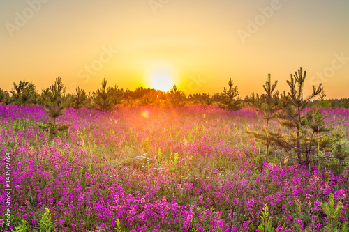 amazing spring landscape with flowering purple flowers on meadow and sunrise