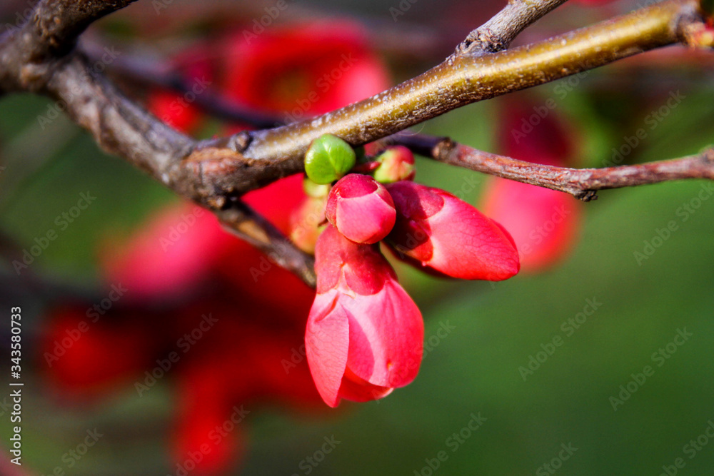 spring blooming of gardens, spring bushes are blooming, red flowers are blooming, cherry blossoms, Apple trees, selective focus spring blooming of gardens, spring bushes are blooming, red flowers are blooming, cherry blossoms, Apple trees, selective focus