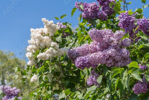 Obraz na płótnie Lilas w salonie
