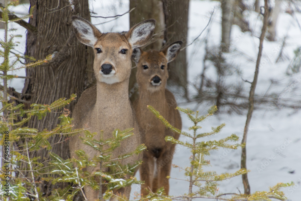 Cute White tailed Deer doe in snow with fawn looking at you Cute White tailed Deer doe in snow with fawn looking at you