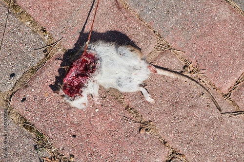 Dead mouse killed by a cat with open wound