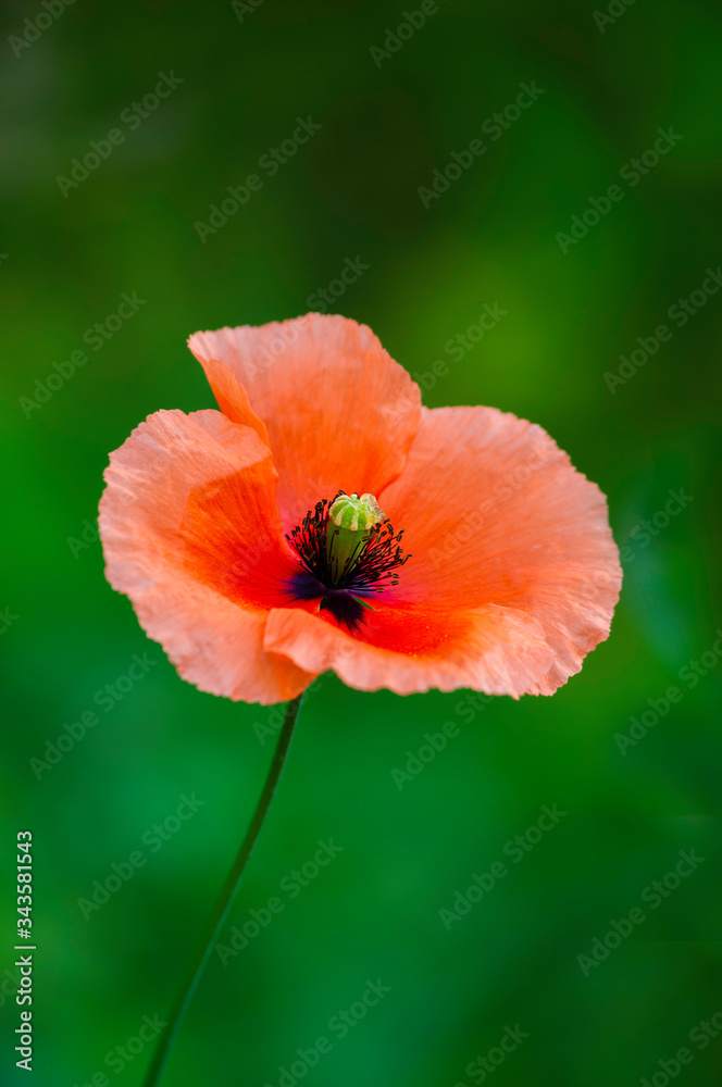 Poppie flower isolated on green background