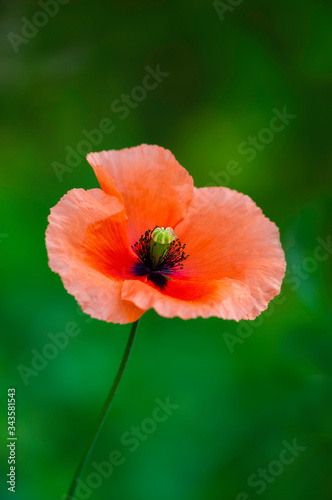 Poppie flower isolated on green background