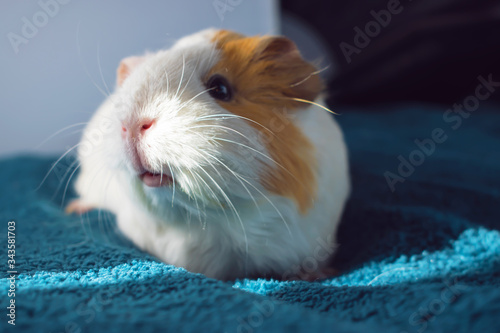 A small white Guinea pig. Comfort with Pets.