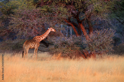 The south african giraffe  Giraffa camelopardalis giraffa  is standing in the savanna full of bush in beautiful morning sunrise