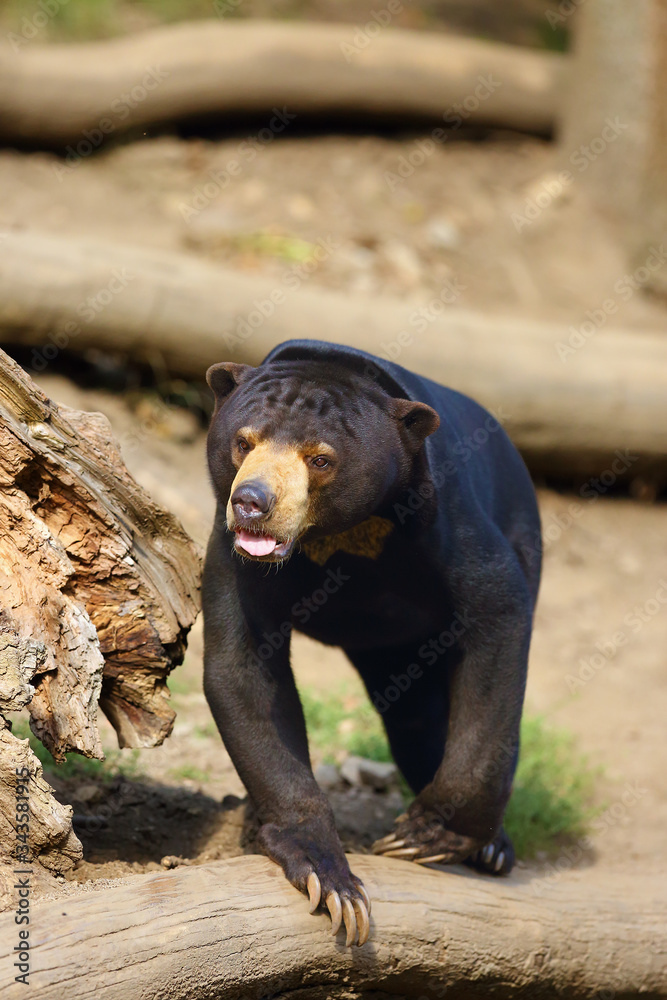 The sun bear (Helarctos malayanus), a large male standing on a slope. The sun bear (Helarctos malayanus), a large male standing on a slope.