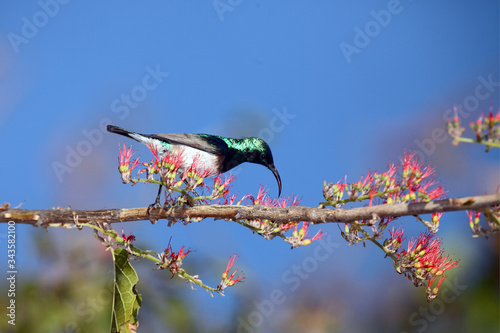 The white-bellied sunbird (Cinnyris talatala) drinking from a flower, with blue background photo