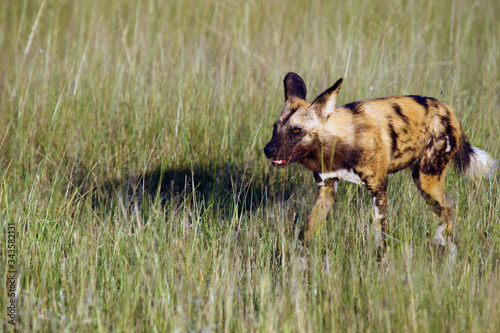 The African wild dog (Lycaon pictus), also known as African hunting or African painted dog, painted hunting dog or painted wolf, portrait of the adult in tall green and yellow grass.