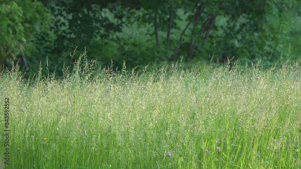 Grasses in the meadow sway in the wind. Grasses in the meadow sway in the wind.