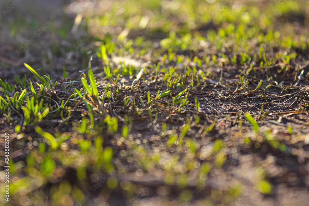 Young grass rises in early spring under the sun. Young grass rises in early spring under the sun.