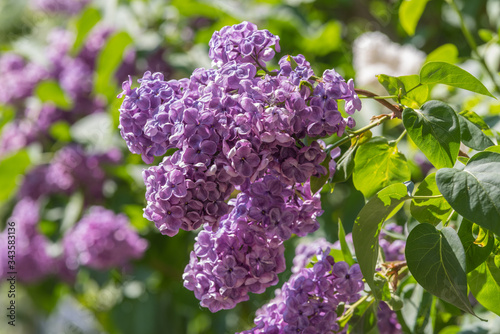 Obraz na płótnie Lilas w salonie