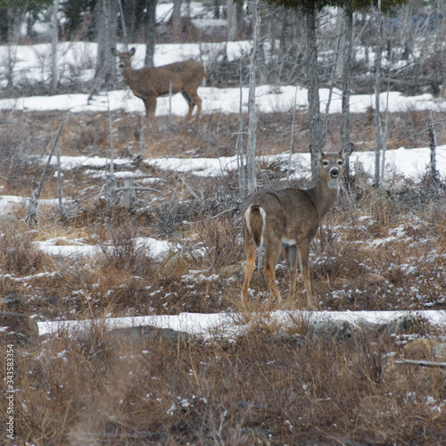 Hidden White tailed Deer in Winter snow looking at you