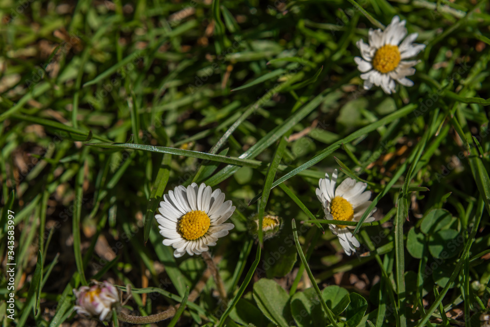 Daisy flower near small drain in green grass Daisy flower near small drain in green grass