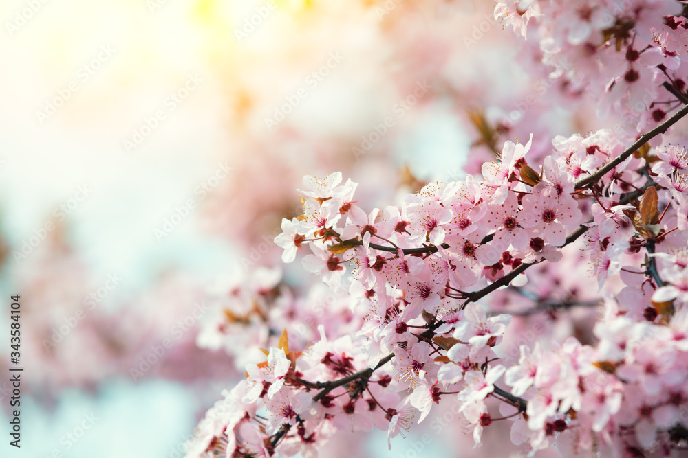 Pink blooming cherry tree branch. Cherry orchard. Spring nature background Pink blooming cherry tree branch. Cherry orchard. Spring nature background