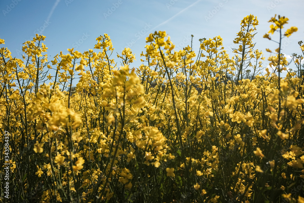 Φωτογραφία Wide shot of Colza cultivation, this yellow beauty will become oil one day