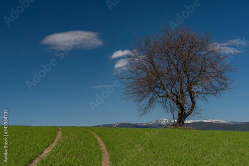 Cherry tree alone in green fresh spring field with light blue sky