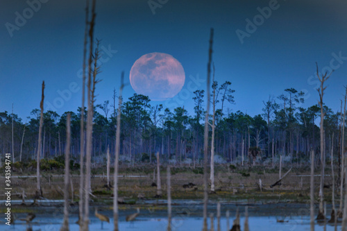 Photos March 9, 2020 Supermoon rising over the marsh and snags at Babcock Wildlife Mana