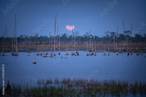 March 9, 2020 Supermoon rising over the marsh and snags at Babcock Wildlife Management Area near Punta Gorda, Florida