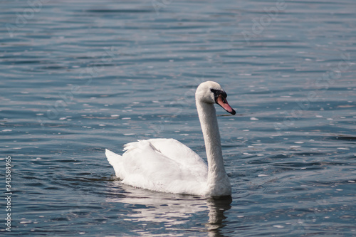 lonely white Swan, wild bird, Swan lake