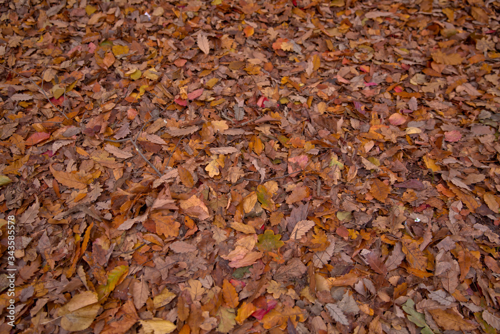 Background of colorful autumn leaves on forest floor . Abstract autumn leaves in autumn suitable as background . Autumn leaves on a meadow . Yellow leaves on the floor .