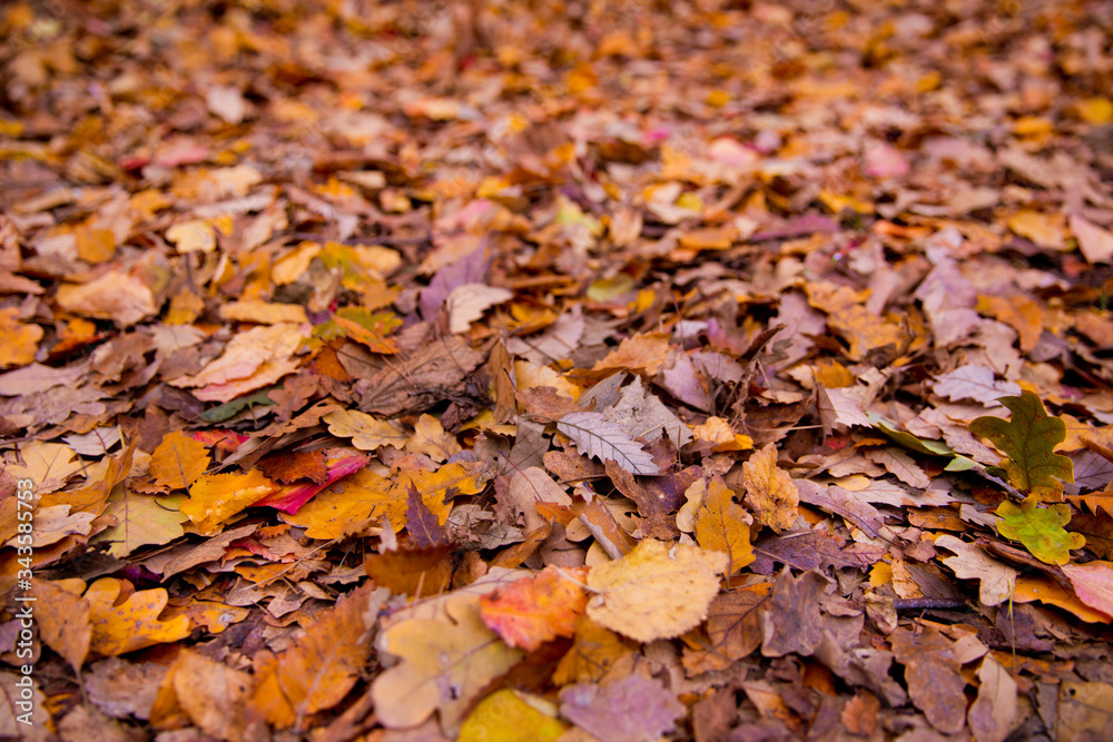 Background of colorful autumn leaves on forest floor . Abstract autumn leaves in autumn suitable as background . Autumn leaves on a meadow . Yellow leaves on the floor .