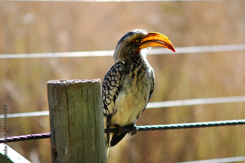 Hornbill perched on wire, Pilanesberg National Park, South Africa