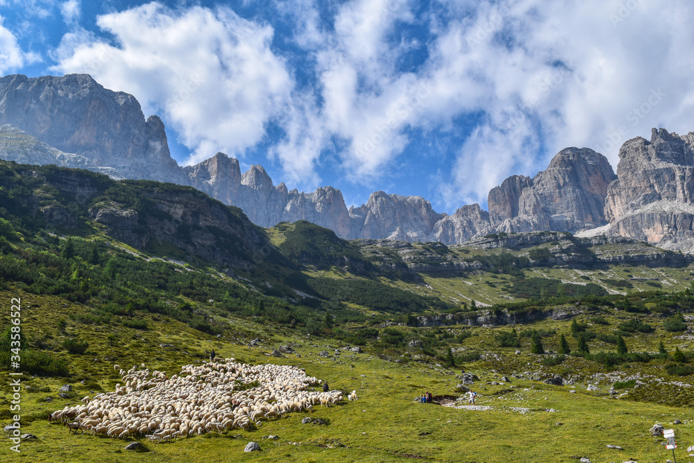 Herd of Sheeps in a Mountain Field in the Dolomites