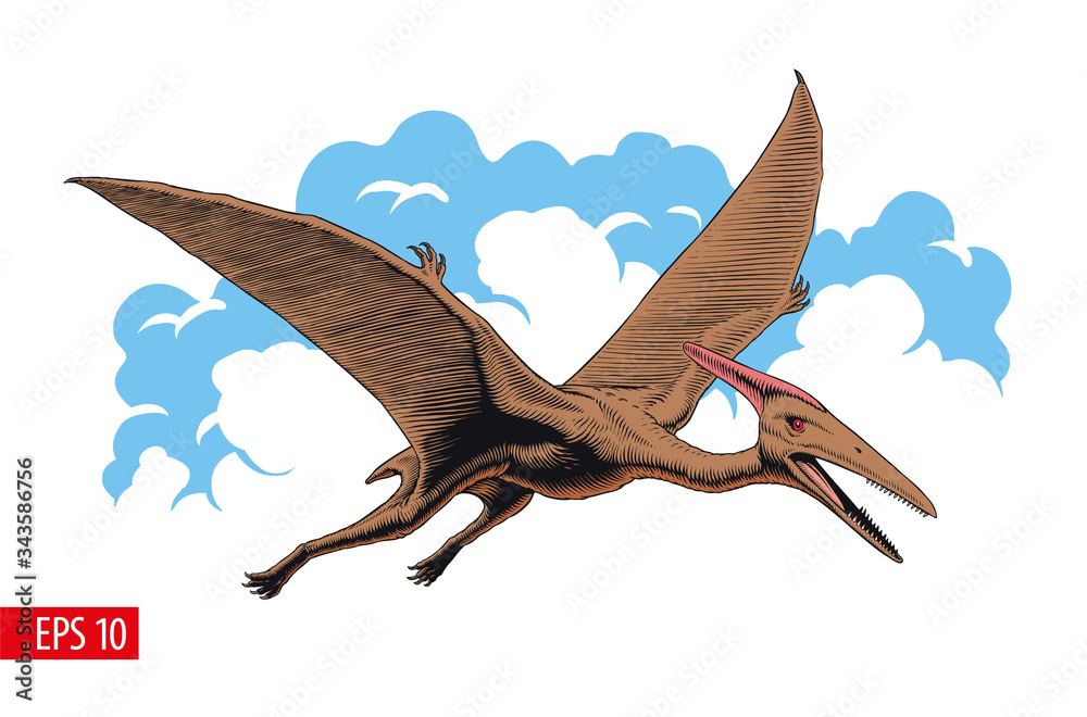 Pterodactyl or pteranodon. Flying prehistoric reptile vector illustration.  Stock Vector