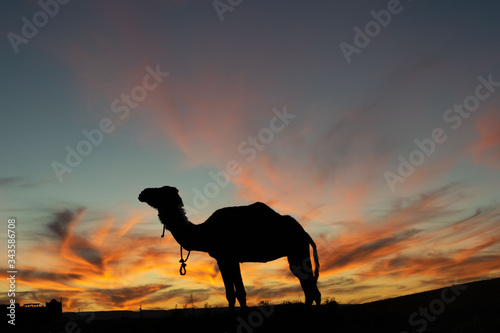 Zagora, Morocco - 12.25.2019: Camel sihouette at sunset © Pablo