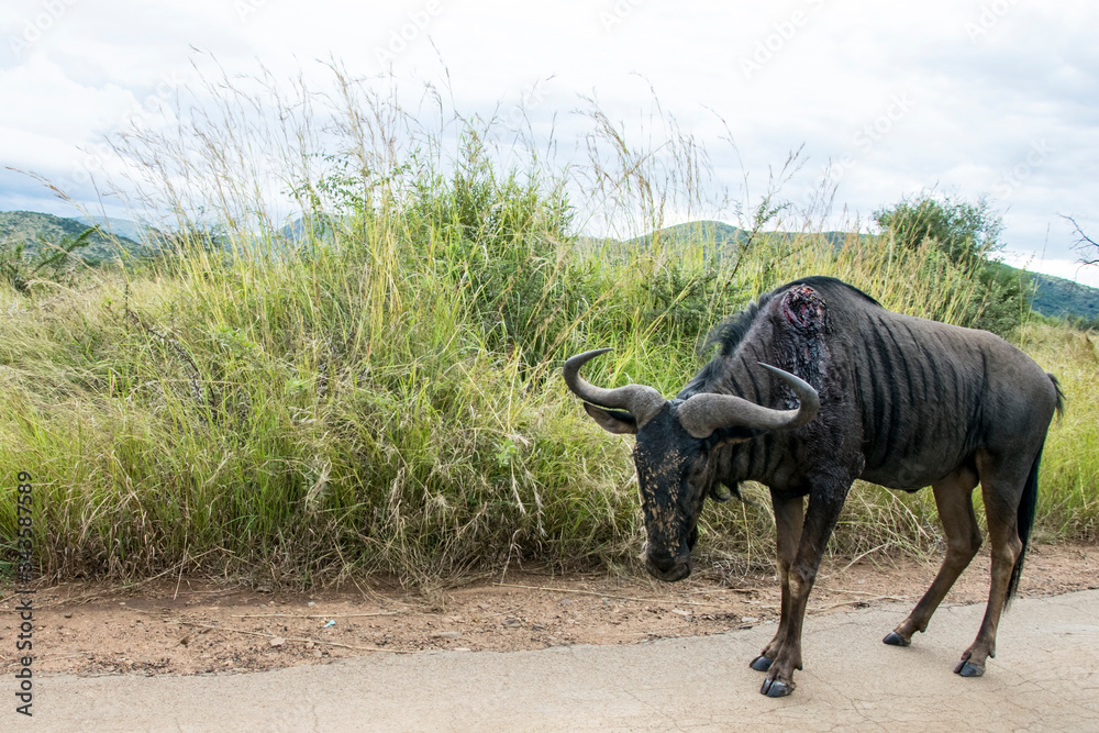 Fototapeta premium Lone injured male Blue Wildebeest standing in road, Pilanesberg National Park, South Africa