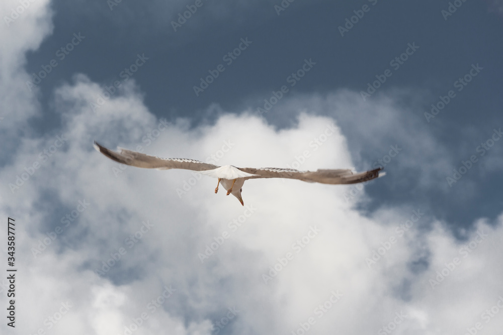 Obraz premium Gaviota volando bajo un cielo azul con nubes. Alas abiertas.