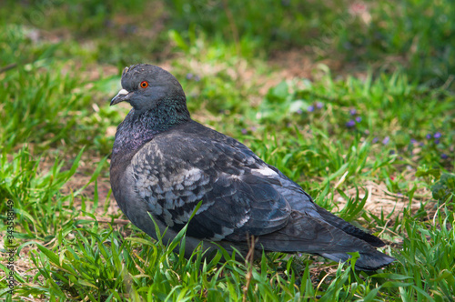 Pigeon closeup in the green grass