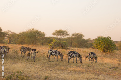 zebras eating grass in the african savannah at dusk