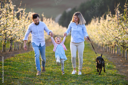 Family with small daughter and dog walking outdoors in orchard in spring.
