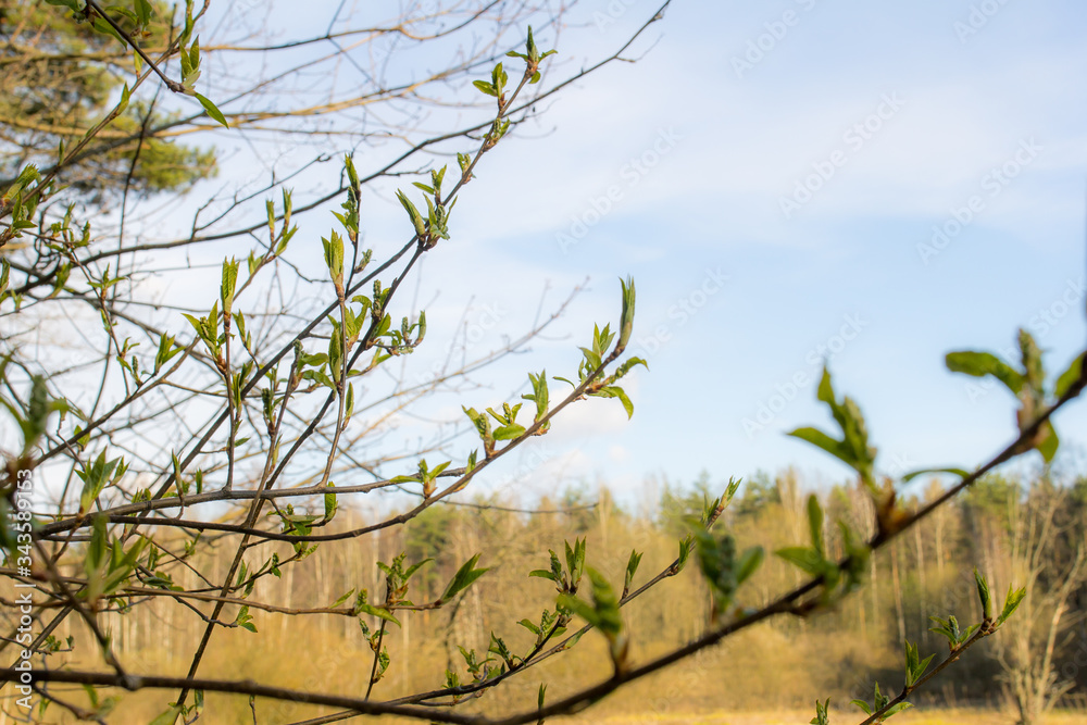 tree branches in spring against the blue sky tree branches in spring against the blue sky